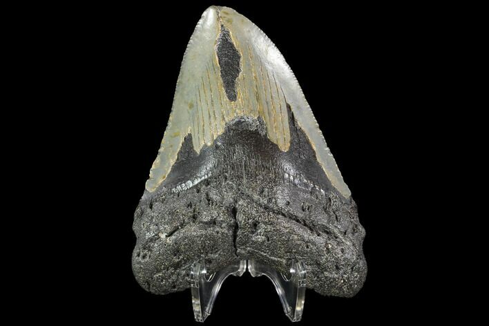Bargain, Fossil Megalodon Tooth - North Carolina #92446